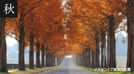 マキノの秋の景色　メタセコイアの並木の紅葉