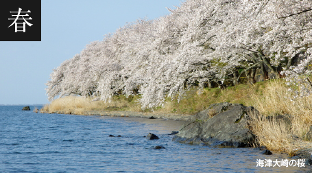 マキノの春の風景　海津大崎の桜