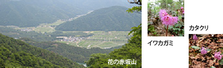 花の赤坂山　イワカガミ　カタクリ